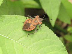 Piezogaster auriculatus