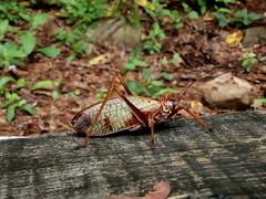 Pterophylla beltrani