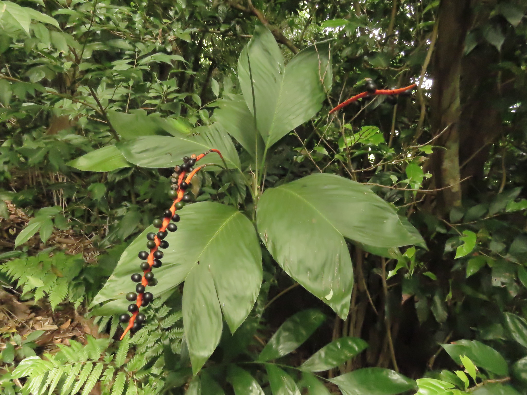 Chamaedorea