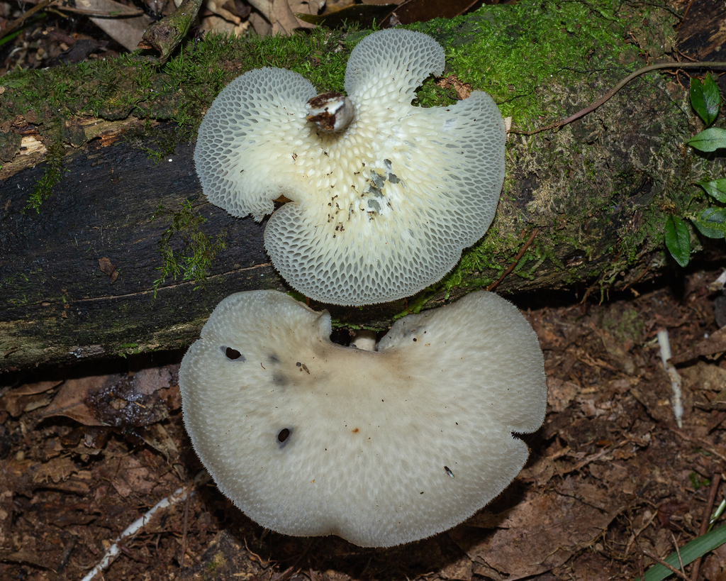 Favolus tessellatus · March 2023 · photo: © deniszabin (iNaturalist, cc-by)