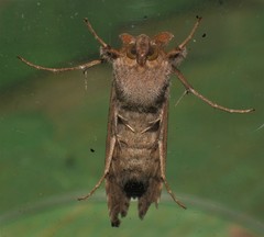 Chrysodeixis argentifera