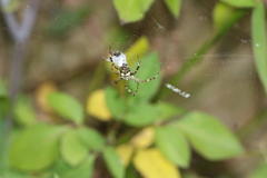 Argiope perforata
