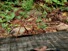 Pterophylla beltrani