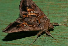 Chrysodeixis argentifera