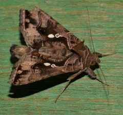 Chrysodeixis argentifera