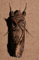 Chrysodeixis argentifera