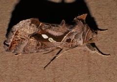 Chrysodeixis argentifera