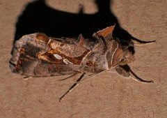 Chrysodeixis argentifera