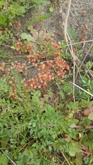 Crassula decumbens