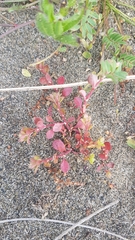 Crassula decumbens