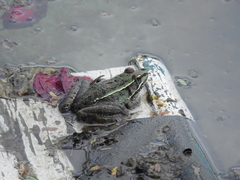 Lithobates neovolcanicus