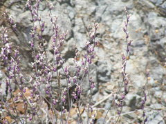 Streptanthus batrachopus