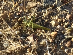 Capnobotes occidentalis