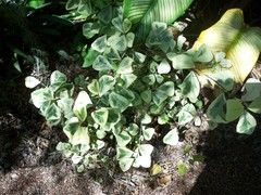Ficus natalensis leprieurii