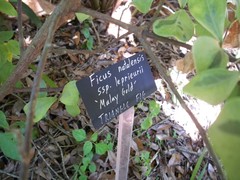 Ficus natalensis leprieurii