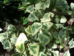 Ficus natalensis leprieurii