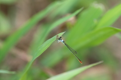 Agriocnemis femina oryzae