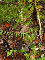 Cyrtostylis oblonga