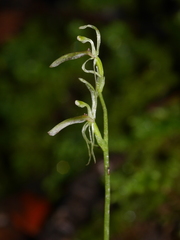 Cyrtostylis oblonga