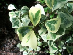 Ficus natalensis leprieurii