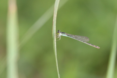 Agriocnemis femina oryzae