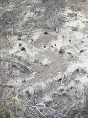 Perognathinae