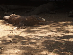 Varanus komodoensis