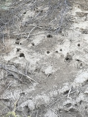 Perognathinae