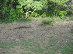 Varanus komodoensis
