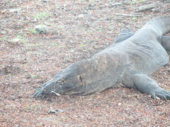 Varanus komodoensis