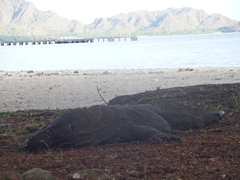 Varanus komodoensis