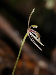 Cyrtostylis oblonga