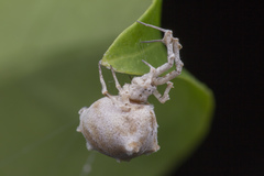 Uloborus plumipes