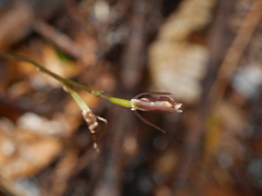 Cyrtostylis oblonga