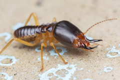 Macrotermes carbonarius