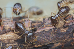 Macrotermes carbonarius