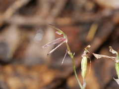 Cyrtostylis oblonga