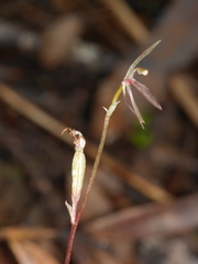 Cyrtostylis oblonga