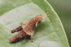 Traulia azureipennis