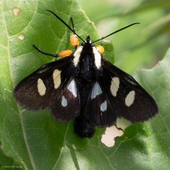 Androloma disparata