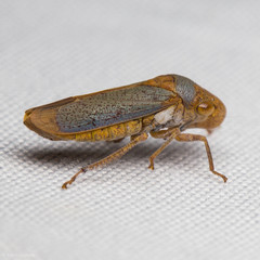 Oncometopia hamiltoni