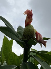 Costus laevis image