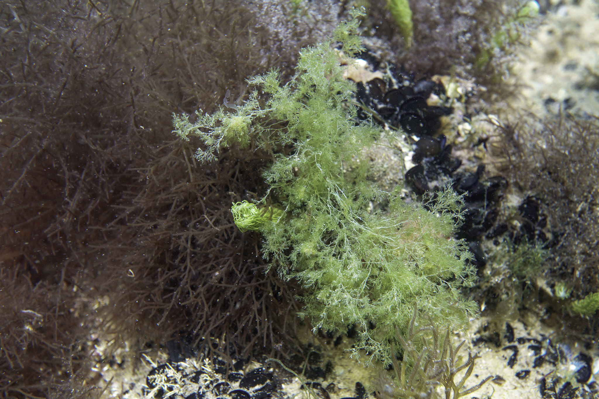 Cladophora vagabunda