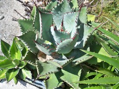 Agave guadalajarana