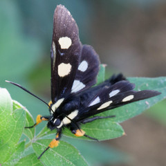 Androloma disparata