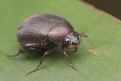 Maladera