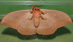 Syntherata
