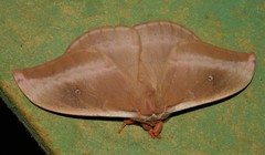 Syntherata