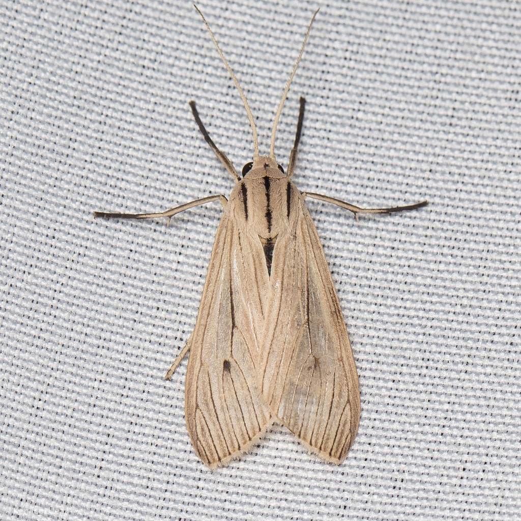Agaraea semivitrea