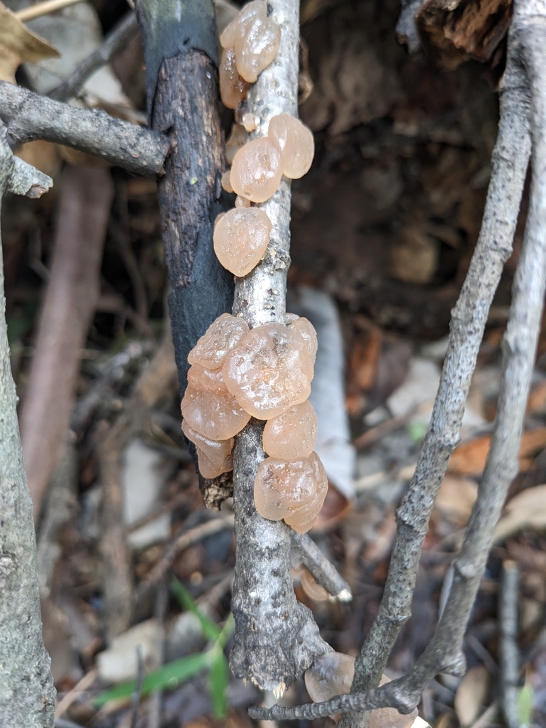 Exidia uvapassa · March 2023 · photo: © munenori_yamakawa (iNaturalist, cc-by)